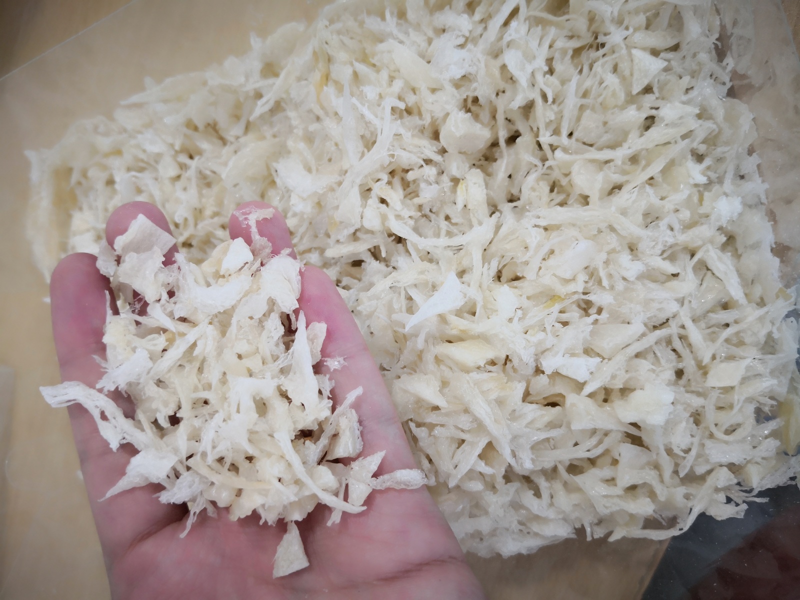 小燕角 House Bird&apos;s Nest Angle